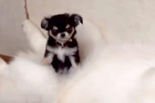 極小の赤ちゃん犬が『大型犬たちと暮らした』結果→お腹の上が特等席で…愛おしすぎる『サイズ差』が98万再生「自称ハスキーｗ」「素敵な関係」