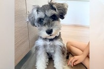 ふわふわの犬を『お風呂に入れた』結果→体の形が変わって…別犬すぎる『衝撃のビフォーアフター』に2万いいね「溶けてて草」「同じ子？ｗｗ」