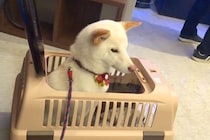 病院に注射を打ちに来た犬→『嫌がるかな』と思いきや、看護師さんを見た瞬間に…『想定外の態度』が19万再生「信頼してるんだ」「お利口さん」