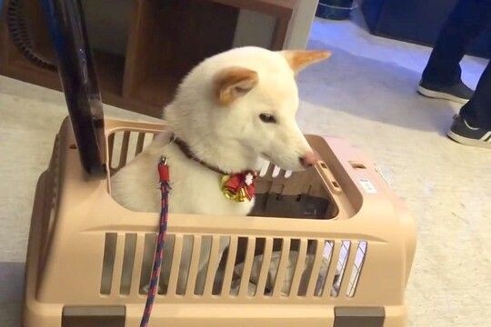 病院に注射を打ちに来た犬→『嫌がるかな』と思いきや、看護師さんを見た瞬間に…『想定外の態度』が19万再生「信頼してるんだ」「お利口さん」