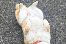 雨の日に『水が嫌いな柴犬』が散歩をした結果→『すぐ帰るかな』と思いきや…まさかの光景に10万いいね「悟り開いてて草」「強い意志感じるｗ」