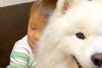 赤ちゃんにハグされ、笑顔を見せる大型犬→パパが抱きしめると…わかりやすすぎる『辛辣な表情』に1万いいね「温度差がたまらんｗ」「笑った」