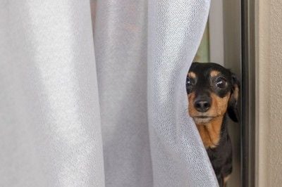 窓から除く犬