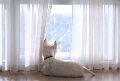 座って窓の外を眺める犬