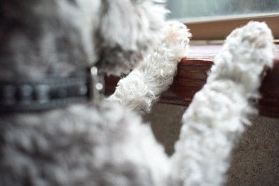 窓の外を見る犬の後ろ姿