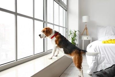 身を乗り出して窓の外を見る犬