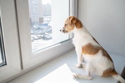 窓の外を眺める犬