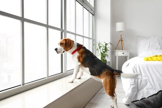 犬が『窓の外を眺めている』ときの心理4選　何を考えているの？飼い主がすべき対応まで