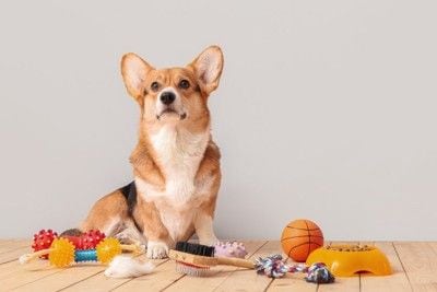 おもちゃに囲まれた犬