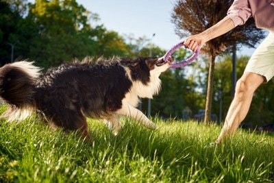 輪っかを引く犬