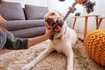 犬がすぐに飽きてしまう『おもちゃ』の共通点3つ　長く遊べる玩具の特徴や興味をそそる工夫まで