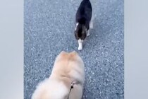 犬が『仲良しな野良猫』と遭遇した結果→イチャイチャしすぎて…可愛いが渋滞している『相思相愛な光景』に反響「モフモフ交流」「めり込んでて草」