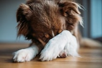犬が『叱られた』ときにみせる行動3つ　愛犬が反省しているサインや注意すべき態度まで