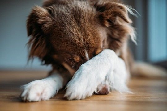 犬が『叱られた』ときにみせる行動3つ　愛犬が反省しているサインや注意すべき態度まで