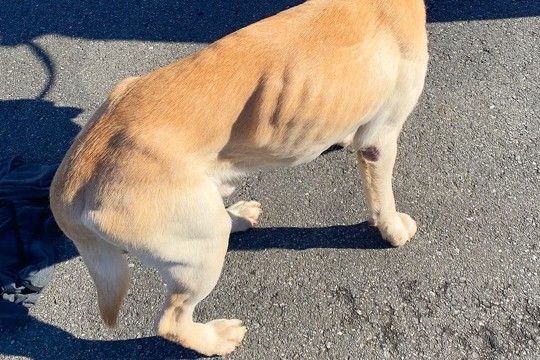 骨が浮き出る程ガリガリな保護犬→お迎えして『半年』が経った結果…当時が嘘のような『現在の光景』に3万いいね「幸せな証拠」「表情も違う」