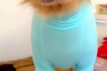虫よけのため、大型犬に『ピチピチな服』を着せた結果→わかりやすく『不満そうな表情』になる光景が32万再生「納得してないｗ」「人間で草」