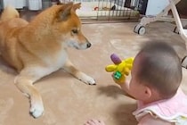 赤ちゃんを『家族』として認めていない犬→目をまったく合わせずに…6年後の『感動的な現在』が112万再生「全私が号泣した」「なんて素敵な話」