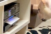 父が『プリンターで書類を印刷した』結果→すぐ近くで見ていた犬が…思わず笑ってしまう展開が79万再生「絶対にわざとで草」「可愛すぎるｗｗ」