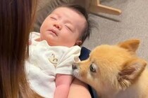 お風呂に入る赤ちゃんが気になって見に来た犬→入浴後も『疲れちゃった？』と心配して…愛に溢れた光景が19万再生「可愛すぎ」「感動で泣けた」