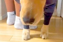 雨の日、仕方なく『カッパ』を着る大型犬たち→完全に諦めて…思った以上の『絶望の表情』に爆笑「面白すぎるｗｗ」「めっちゃ嫌そうで草」