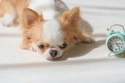 ウトウトする犬