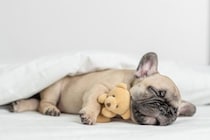 犬の『睡眠の質』を上げるためにできること5選　眠れていないときに起こる悪影響とは？