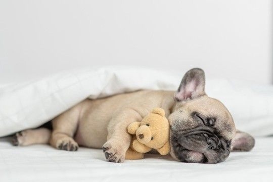 犬の『睡眠の質』を上げるためにできること5選　眠れていないときに起こる悪影響とは？