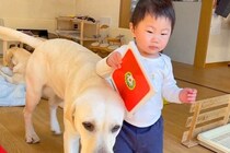 朝、1歳の女の子が『大型犬に押されて転んだ』結果→『泣き出すかな』と思いきや…尊すぎる光景が23万再生「ニコニコになるｗ」「仲直り上手」