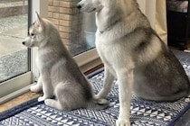 出かける父を『ピシッ』とお見送りするハスキー犬2匹→母の場合は…あからさまな『対応の差』が12万表示「ハッキリしすぎてて草」「笑ったｗ」