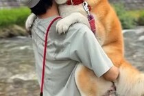 濡れるのが嫌いな『32キロの秋田犬』→自分で川に入ったのに、出れなくなって…子供のような『抱っこの光景』が33万再生「でっかい甘えん坊ｗ」