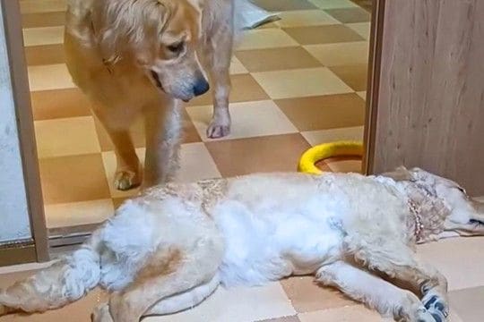 ドアの前で『通行止め』をする大型犬→もう1匹が通ろうとしても微動だにせず…思わずニヤける『可愛いやり取り』に反響「見てて幸せ」「平和」