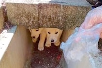 山の中で捨てられ、放置された『2匹の小さな子犬』→水も飲めないほど怖がっていて…保護後の『嘘のような表情』に感動「幸せそう」「涙出た…」