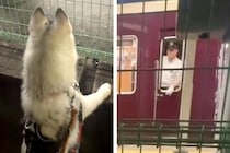 電車を見ていた大型犬→『車掌さん』が気付いてくれて…出発の瞬間に見せた『素敵な神対応』が74万再生「たまらん可愛さ」「なんて優しい世界」