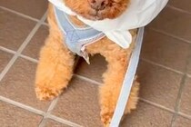 大雨の日、犬に着せるカッパがなかったので『即席で作った』結果…まるで給食当番？想像以上にお似合いな光景に反響「不満気ｗｗ」「可愛すぎ」