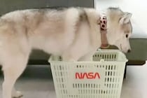 小さなカゴを目の前にした大型犬→何をするのか見守っていたら…まさかの『猫化』する光景が53万再生「シンデレラフィットｗｗ」「液体で草」