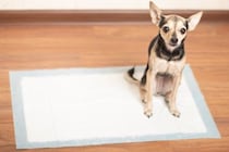 犬が『トイレ』を我慢しているサインとは？限界まで耐えてしまう理由や対処法まで解説