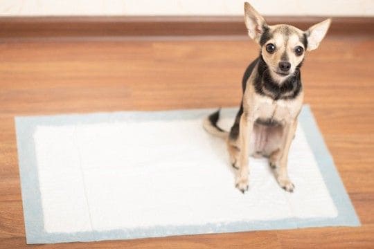 犬が『トイレ』を我慢しているサインとは？限界まで耐えてしまう理由や対処法まで解説