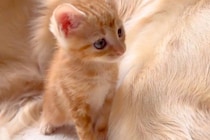 4匹の子猫のお世話をする大型犬→まるで『本当の母親』のようで…想像以上に『愛にあふれた光景』が11万再生「本当に優しい」「ベテラン感ｗ」