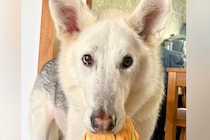美形でカッコいい『オオカミ犬』→ヨーグルトを与えてみると…普段と違いすぎる『表情』に1万いいね「シロクマに見えるｗ」「手が私よりデカい」
