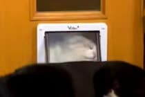 猫が『小さなドア』から部屋に入ろうとした結果→扉の向こうに『犬』がいて…思わずジワる『ハプニング』が81万再生「絶対わかってるやんｗｗ」