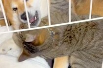犬のことを愛しすぎている猫→大好きが溢れてしまい…まるでカップルのような『想像以上の光景』が59万再生「愛が重いｗｗ」「私も混ざりたい」