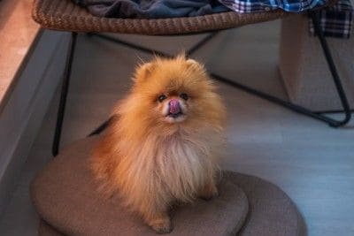 クッションの上に座って鼻を舐めるポメラニアン