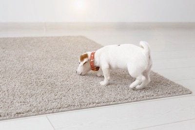 ラグのにおいを嗅ぐジャックラッセルテリアの子犬