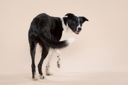 犬が座る前に『クルクル回る』理由3つ　なかなか座ろうとしないのはどうしてなの？