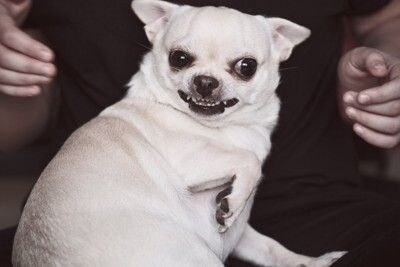 触られたくない犬