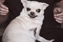 犬の『精神疾患』とは？今すぐに治療が必要な症状や判断する方法まで解説