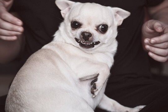 犬の『精神疾患』とは?今すぐに治療が必要な症状や判断する方法まで解説