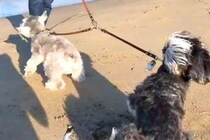 海に遊びにきた2匹の犬→波打ち際に近づいてみたら…対照的すぎる『お互いのリアクション』が微笑ましい反響「めちゃ可愛い」「ニヤニヤする」
