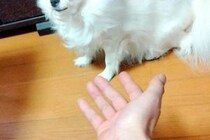 おやつが無い状態で『犬を呼んでみた』結果→あまりにも露骨な『表情』が面白いと4万いいね集まる「軽蔑の目してて笑った」「プロ意識高くて草」