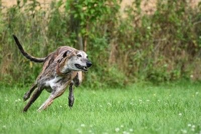 旋回する犬
